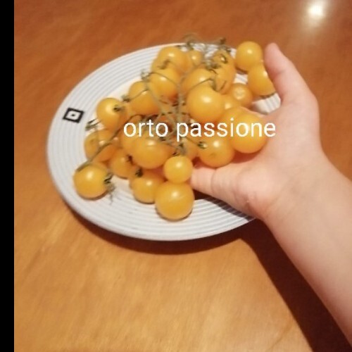 Semi pomodoro ciliegino - semi,