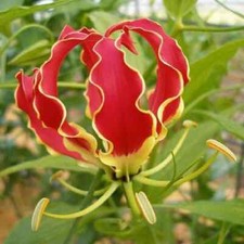 Gloriosa suberba
