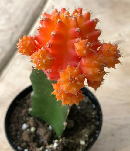 Gyncocaleum mihanovichii - gyncocaleum,