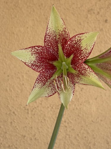 Hippeastrum ess - ess, x
