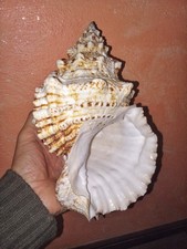 Conchiglia di Lumaca rana
