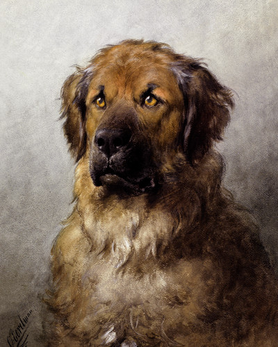 Testa leonberger otto - di,