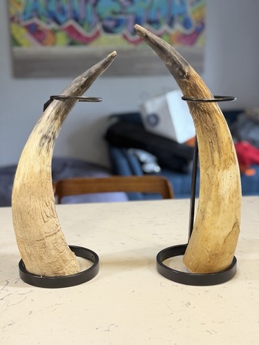 Coppia corna toro vere - corna, di