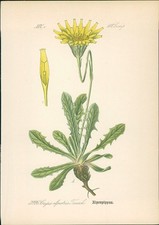Chromolithographie 