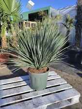 Yucca rostrata 90-120 cm