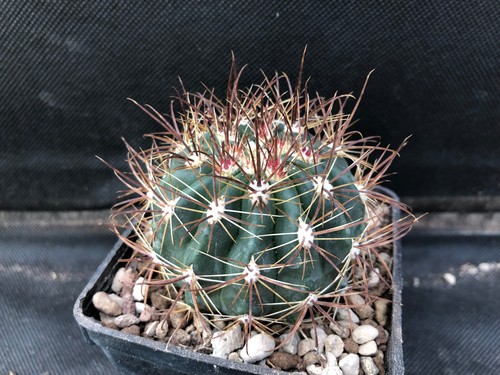 Ferocactus viridescens - ferocactus, v