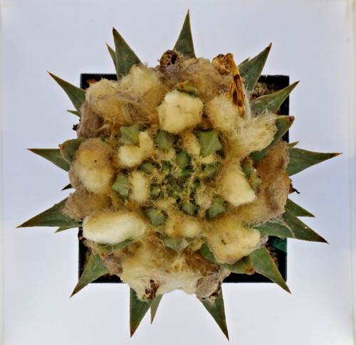 Cactus ariocarpus - cactus,