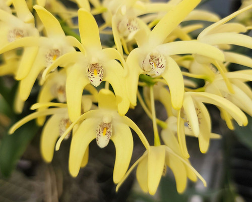 Dendrobium speciosum var