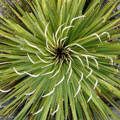 Dasylirion cedrosanum - ,