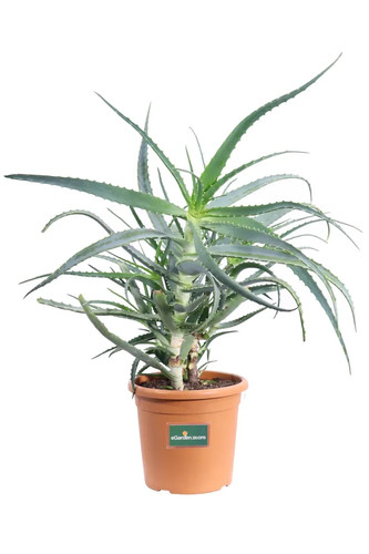Pianta aloe arborescens - aloe,