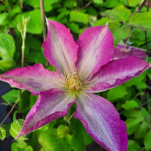 Clematis asao sarà - clematis,