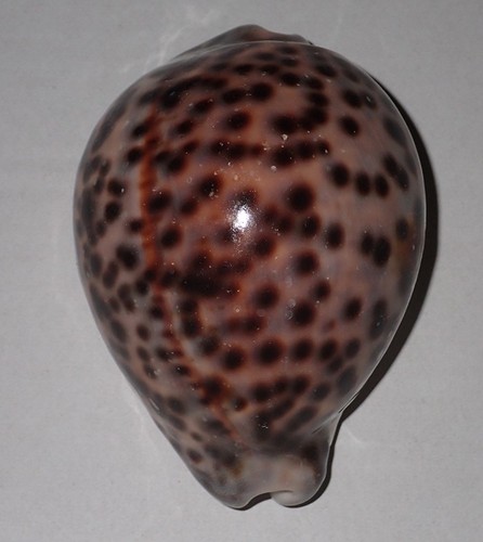 101 enorme cypraea - 101, mm