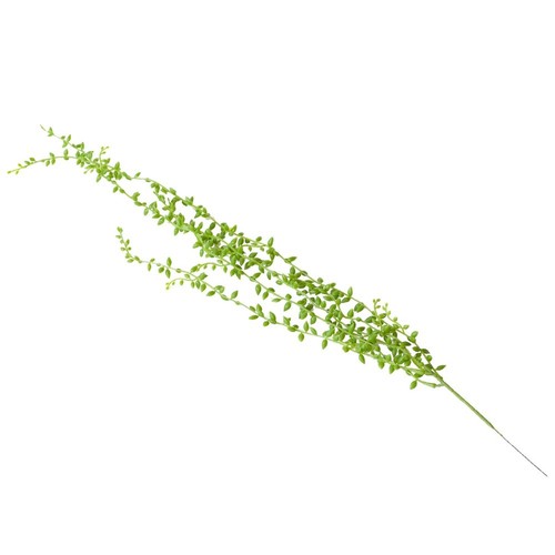 Cordoncino succulente