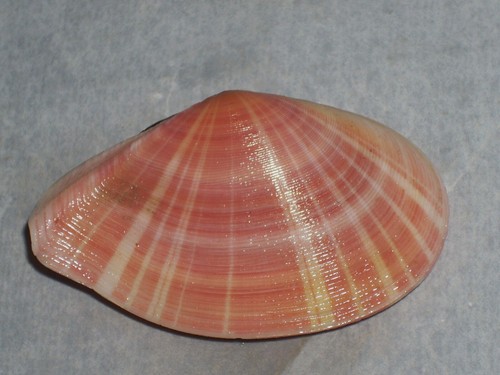 Tellina virgata intensive - tellina,