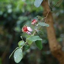 Feijoa (Feijoa sellowiana) -