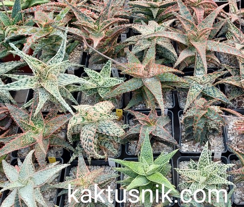 Aloe mix ibrido - , anno