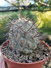 Tephrocactus geometricus Spina