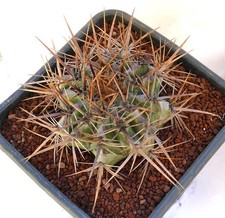 Echinocactus ingens STRONG