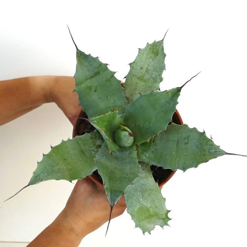 Agave salmiana - agave,