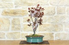 Bonsai prunus pissardii - di,