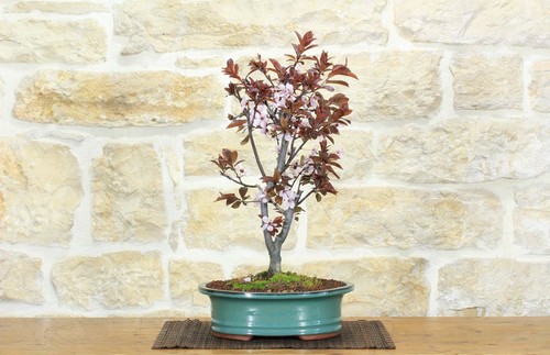 Bonsai prunus pissardii - bonsai, di