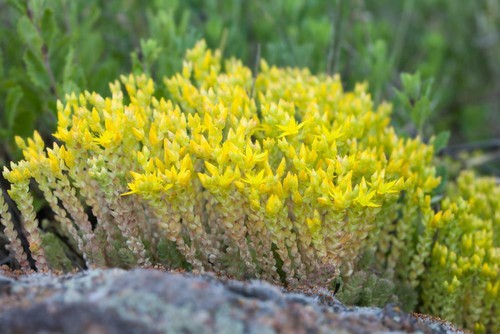 Sedum forsterianum silver - sedum,