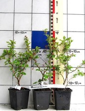 Piccola ciliegia ornamentale