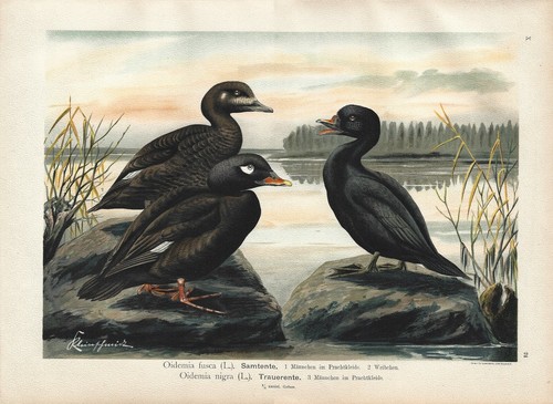 Stampa antica uccelli - antica, anatre