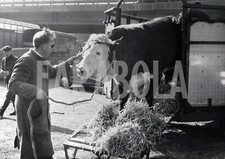 Foto Vintage Animali Francia Toro scende dal camion 1967 stampa 24x18 cm