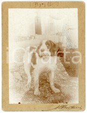 1900 ca LOMBARDIA Ritratto del cane segugio Brill - Foto A. ALBERTARIO 10x13