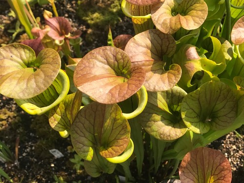 Semi sarracenia flava var - 30,