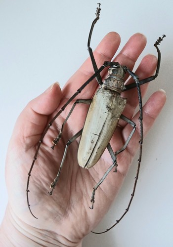 Batocera hercules white - batocera, male