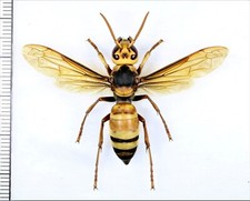 Vespidae: Vespa ducalis