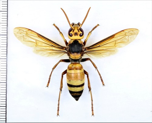 Vespidae vespa ducalis - vespidae:,
