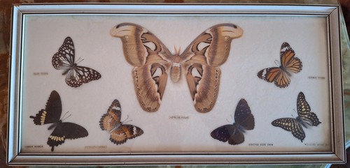 Teca entomologica vintage - teca,