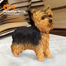 JJM British Yorkshire Terrier