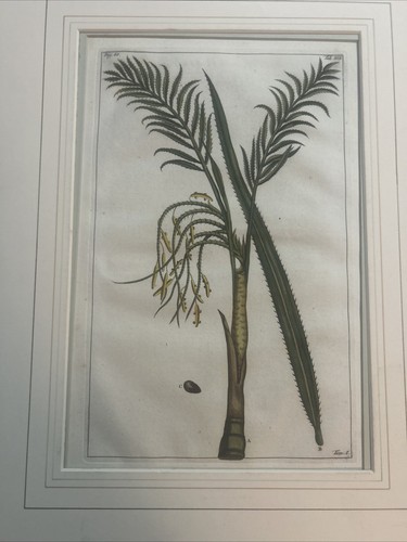 Cycas accurate description - cycas;,
