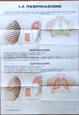 LA RESPIRAZIONE - Tavola all