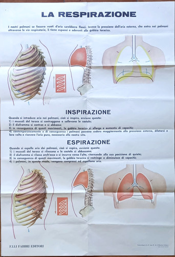 Respirazione tavola all - respirazione,