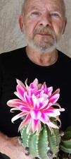 Trichocereus-Echinopsis-Hybrid