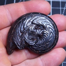 EXTRA LARGE! 58 mm Goniatite