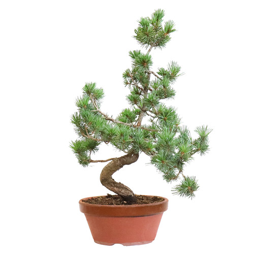 Kentis bonsai pinus - -,