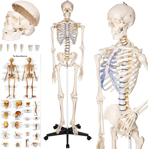Modello anatomico scheletro - modello,