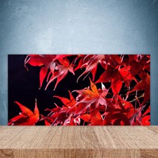 Splashback Paraschizzi
