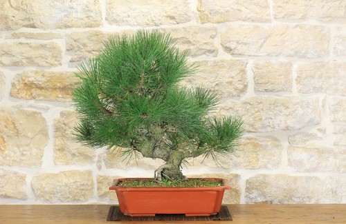 Pre bonsai pino - bonsai, di