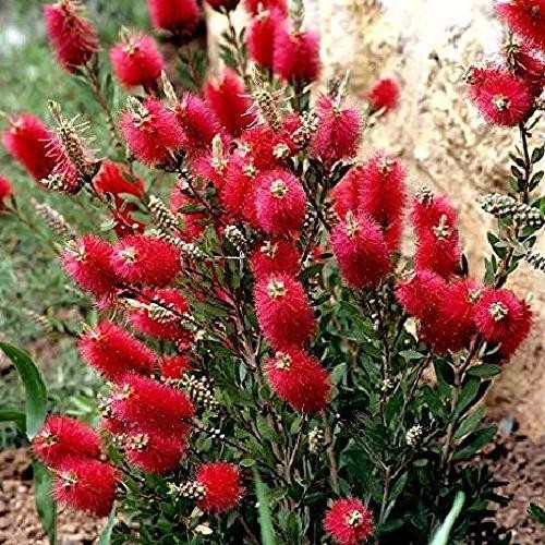 Pianta callistemon pink - callistemon,