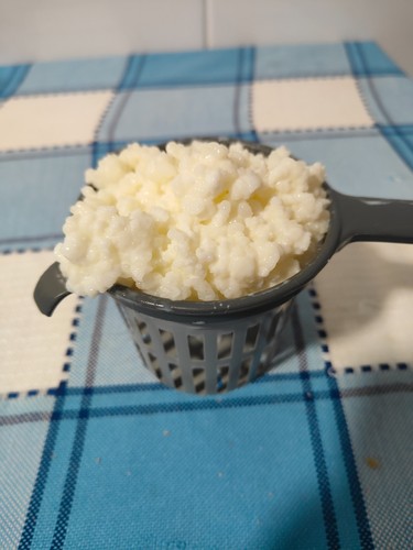 Nodulos kefir leche - de, de