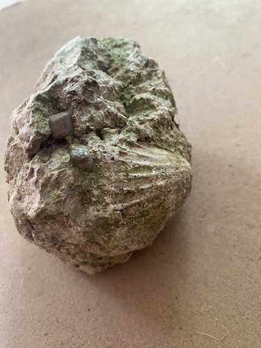Conchiglia fossile x cm - conchiglia, 11