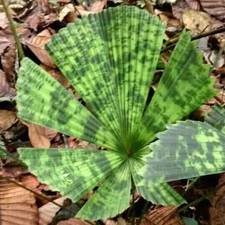 Ventaglio palma (Licuala sp