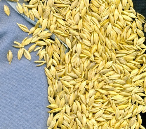 Pula farro bio prima - kg,